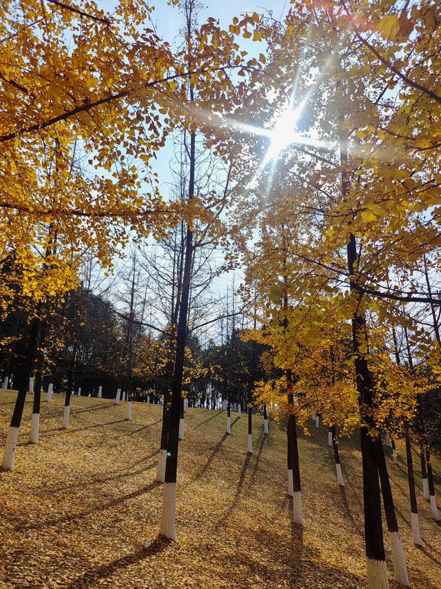 中央公園的銀杏已染金，等你來邂逅！