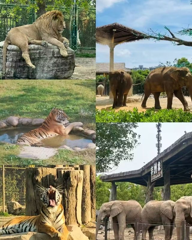 上海野生動物園 | 一日遊，保姆級攻略！