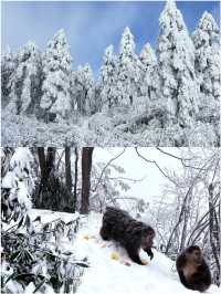 成都周邊玩雪怎麼選？ | 瓦屋山西嶺雪山