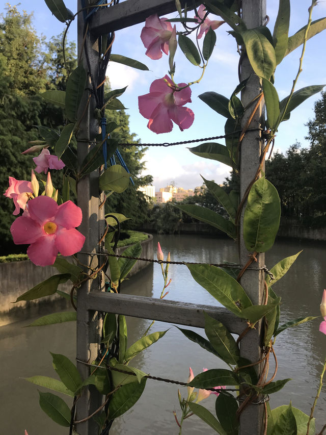 上海植物園一年四季怎麼玩？