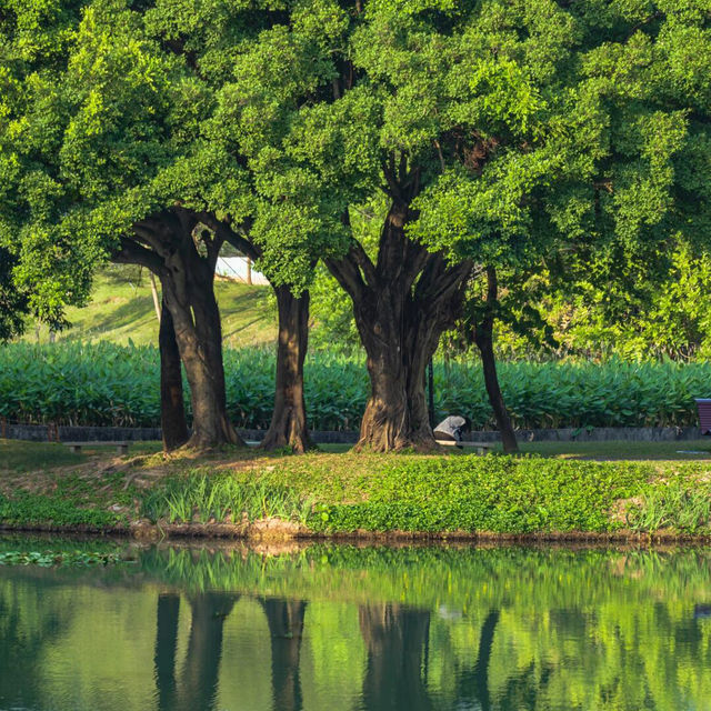 在深圳這座公園，找到了我的精神庇護區🍃