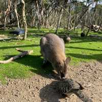 Wildlife sanctuary in Melbourne!