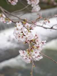 6 Places to Catch Cherry Blossom in Kyoto!