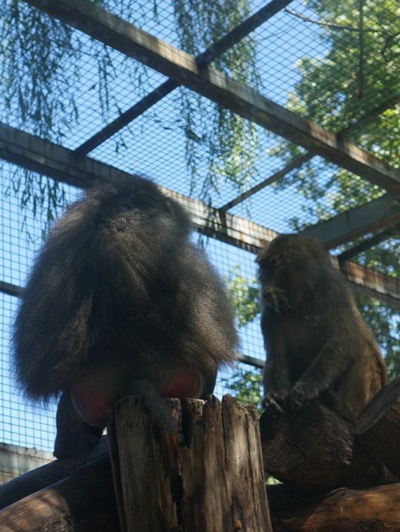 베이징 동물원엔 🐼판다도있고~ 🐵원숭이도~