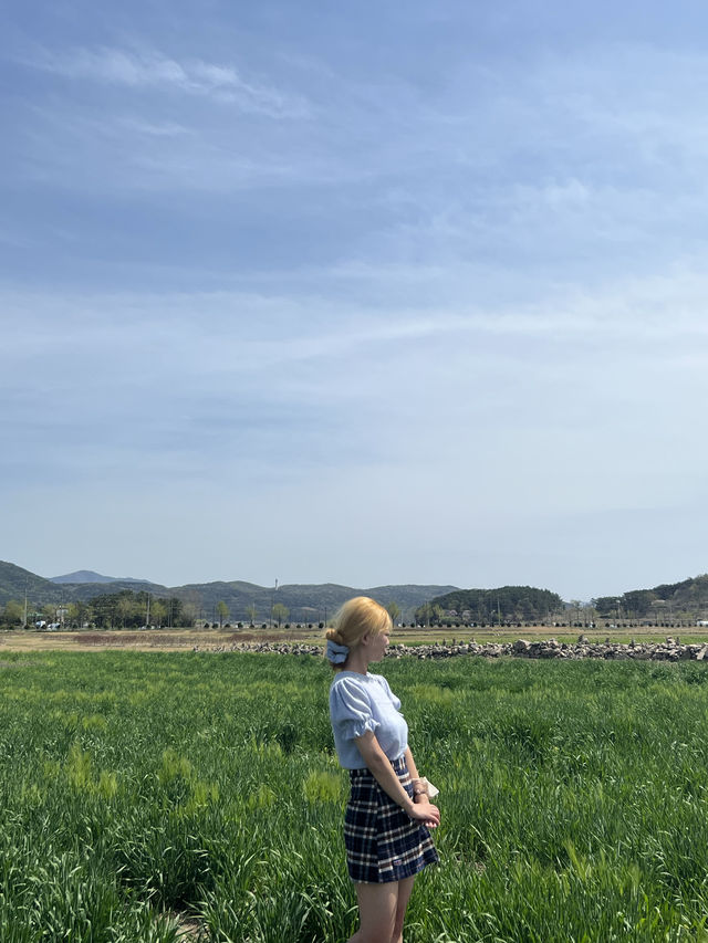 경주 여행 꼭 가봐야 할 곳, 경주 청보리밭