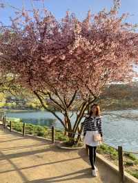 Evening Bliss at Suseongmot Lake: Blossoms, Swan Boats, and Sunset