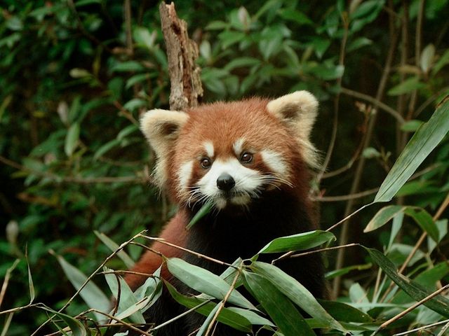 Day Visit to the Chengdu Panda Base