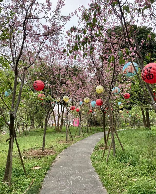 這裡不是日本，是福州的鯉魚洲櫻花島