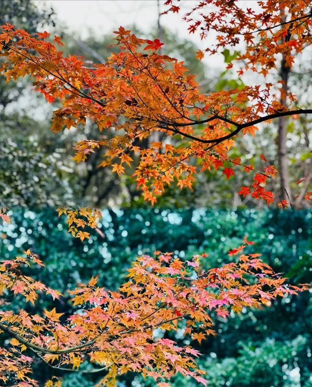 福道｜水杉林是不容錯過的自然美景。