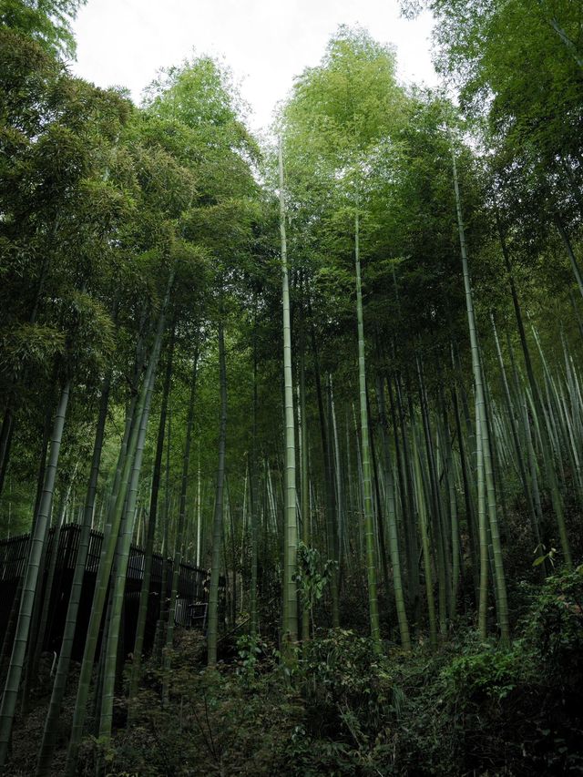 雖然沒有出國，我卻找到了一處如小京都般的隱秘角落。