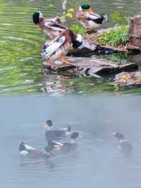 沈園｜一座沈氏園，兩處釵頭鳳