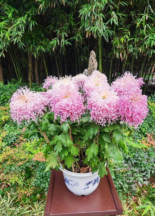 個園：賞菊