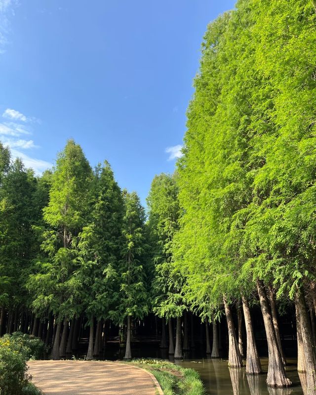 撈魚河濕地公園，邂逅海鷗，暢享天然氧吧