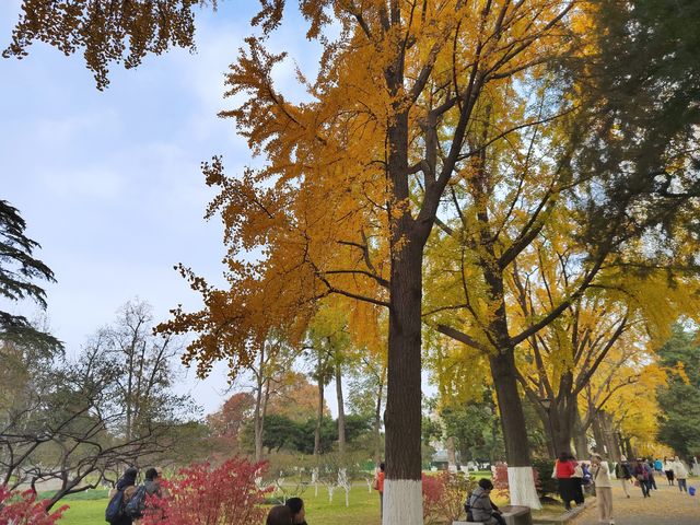 一園盡賞秋——玄武湖公園來南京市民公園感受生命力