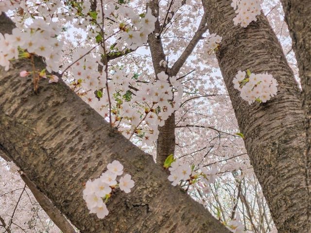 어디에서 찍든 그 곳이 바로 벚꽃 스팟 < 일산 호수공원 >