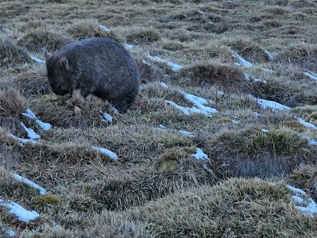 Wombat Spotting Under Cradle Mountain: A Wildlife Adventure!