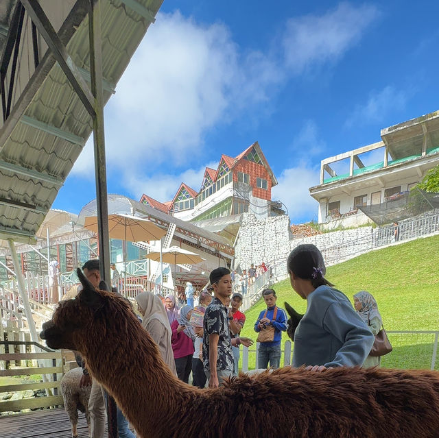 Exploring the Sheep Sanctuary: A Perfect Family Outing in Cameron Highlands