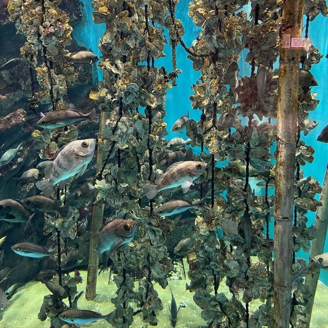 仙台景點｜冬季限定東北企鵝大暴走—仙台海洋森林水族館