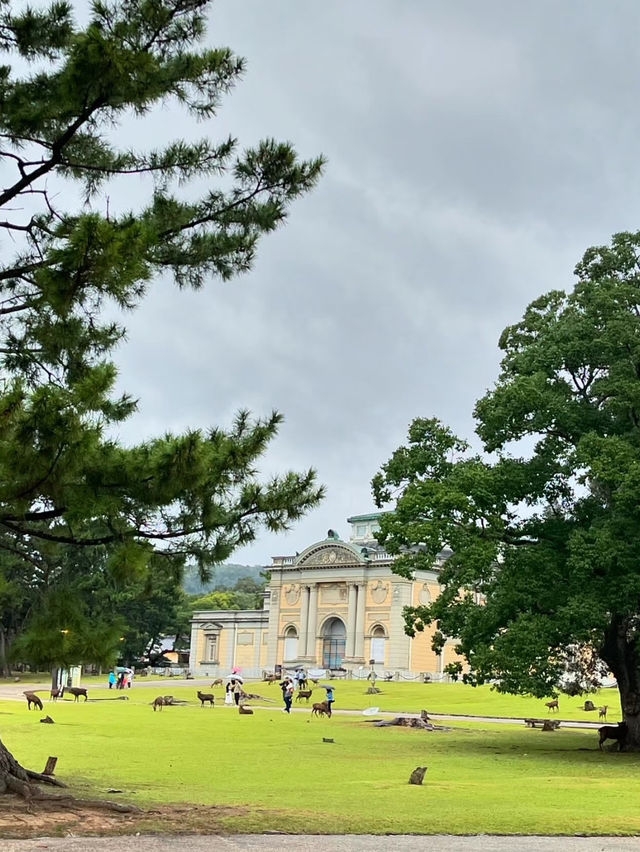 A fantastic day at Nara National Museum, Nara, Japan 🇯🇵 