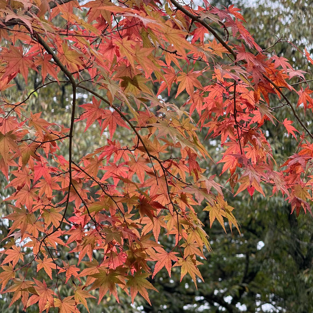 Karuizawa- Vibrant Nature meets Serene Luxury