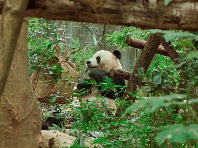 Day Visit to the Chengdu Panda Base