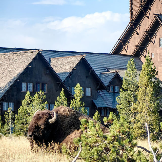 Top tips to spot wildlife in Yellowstone National Park 🦬