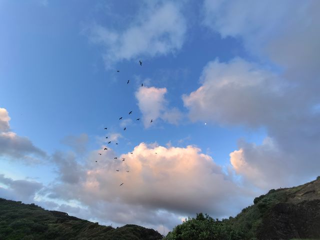 奧克蘭鳥島