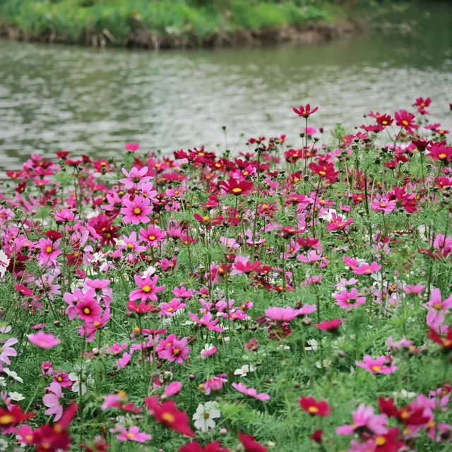 海珠濕地公園宮粉紫荊和櫻花競相綻放！