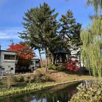 Ishiwari-zakura, Rock-Splitting Cherry Tree