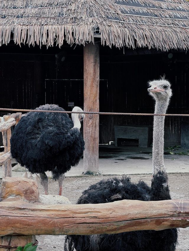 去了十次上海野生動物園的心得攻略。