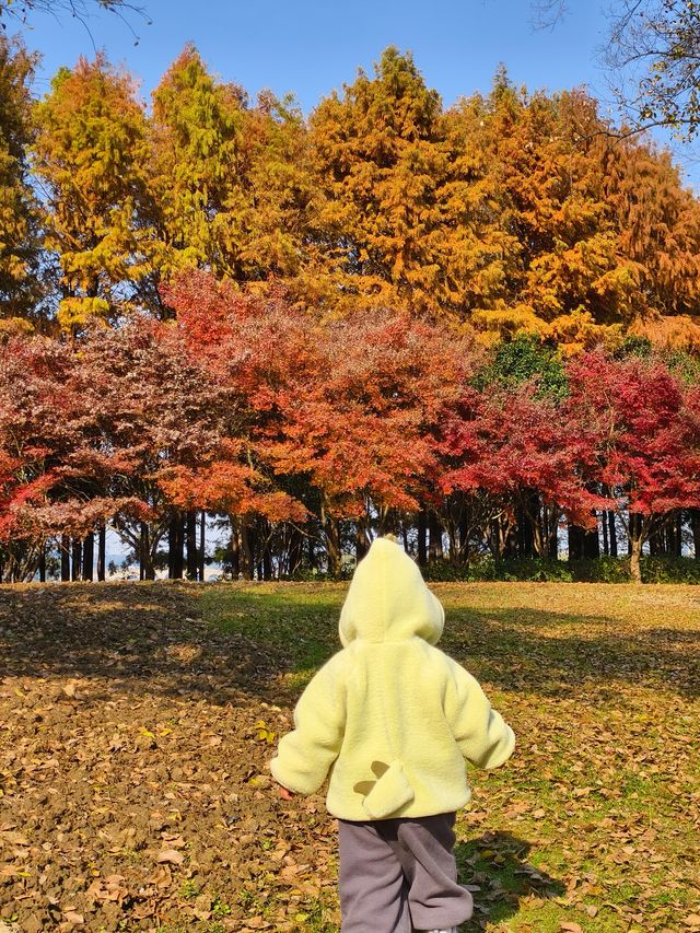 蘇州紅楓葉新去處