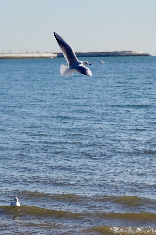 秦皇島|來自西伯利亞的海鷗和海上日出好浪漫啊