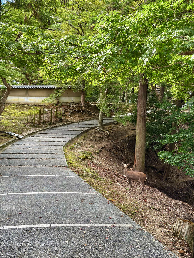 平城京大華嚴寺