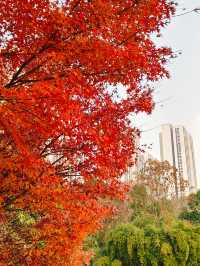 重慶公園巡禮之龍頭寺公園