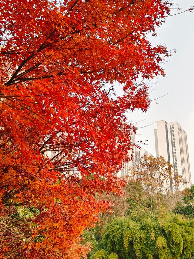 重慶公園巡禮之龍頭寺公園