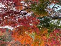 Charming Lake Kawaguchi during falls