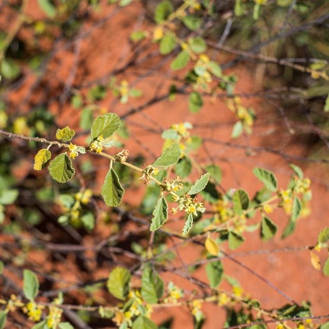 Sand Dunes, Rocks, Plants at Uluṟu Aussie