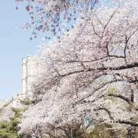 【韓國】慶熙大學：櫻花季，藍天粉嫩櫻花