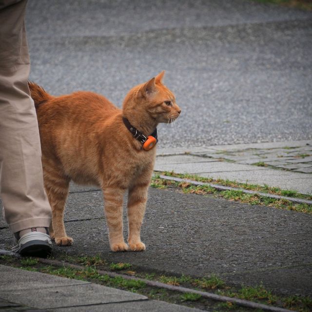 หมู่บ้านแมว Houtong Cat Village 