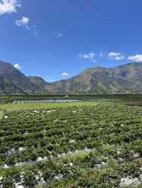 Dreamy Mountain Wonderland in Sembalun, Lombok 🇮🇩