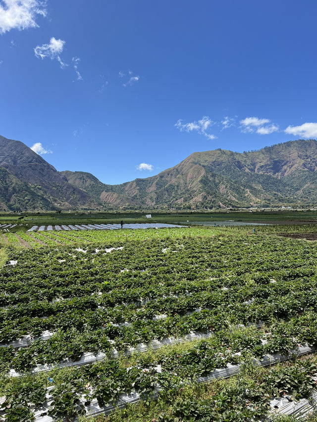 Dreamy Mountain Wonderland in Sembalun, Lombok 🇮🇩