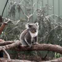  "Moonlit Sanctuary: A Day with Australia’s Wild Wonders"