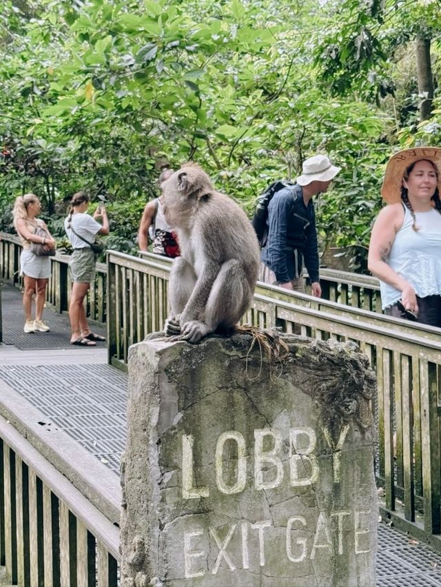 Enchanting Outdoor Adventure at Sangeh Monkey Forest