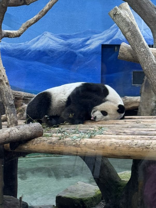 【台北市立動物園】パンダに会える！