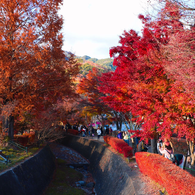 Momiji Kairo Kawaguchiko 