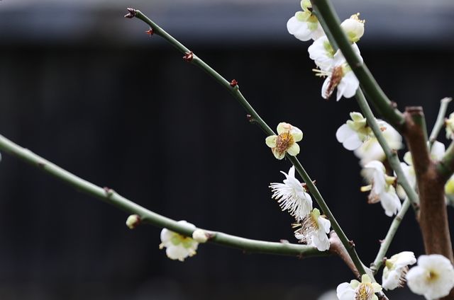 【上海梅花節