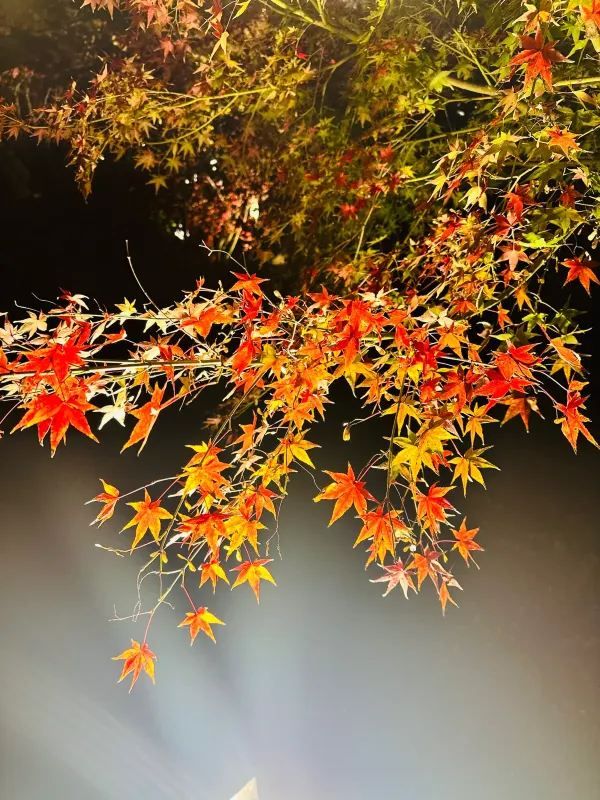 Special Opening: Kyoto Toji Temple Night Maple Light Show