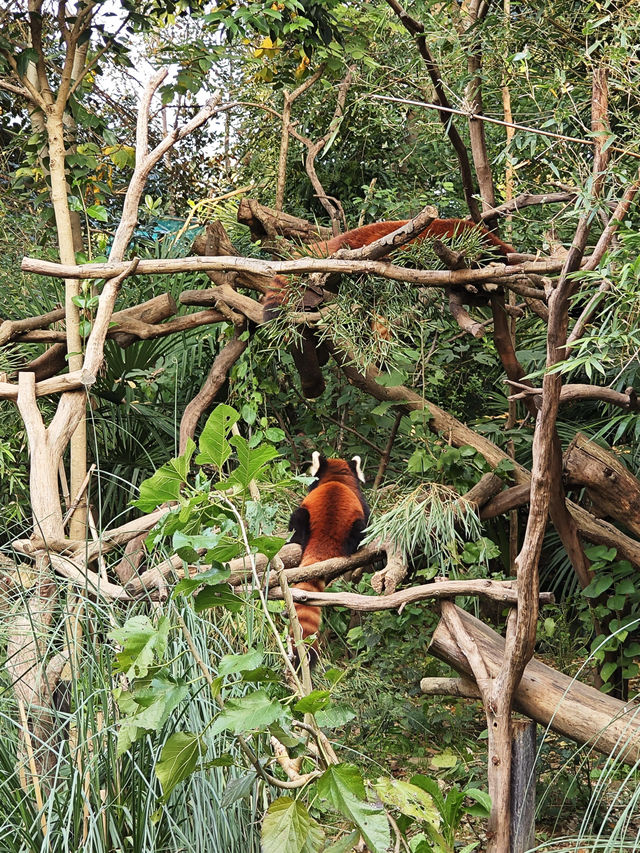 南京紅山動物園 | 誰還不知道動物園免費啦。