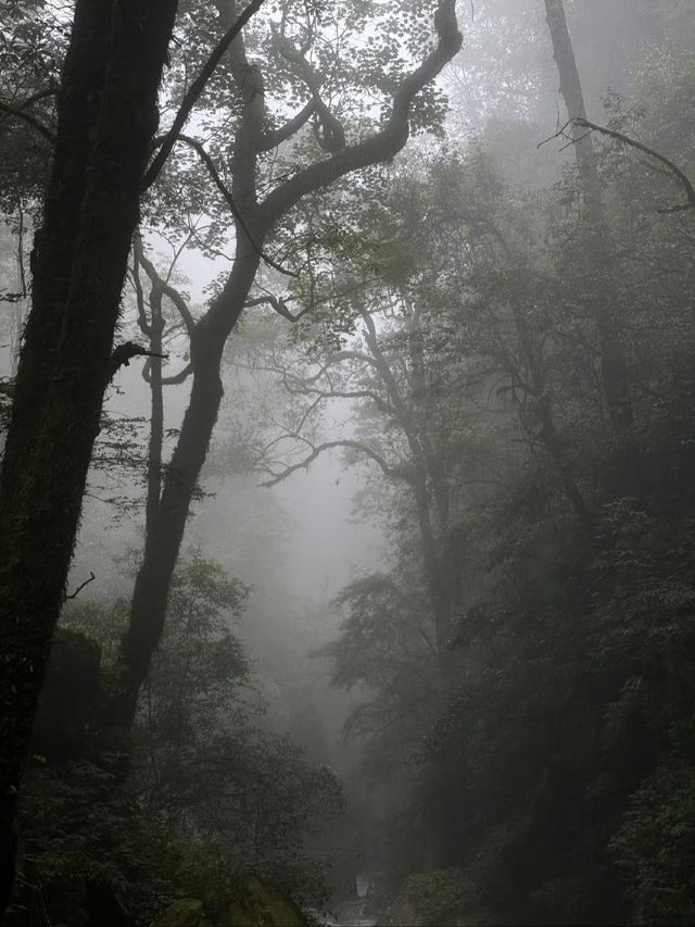 "爆紅"的哀牢山，到底是什麼山？