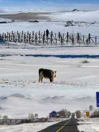 寶貝們，冬季的烏蘭布統簡直就是一個夢幻的冰雪王國